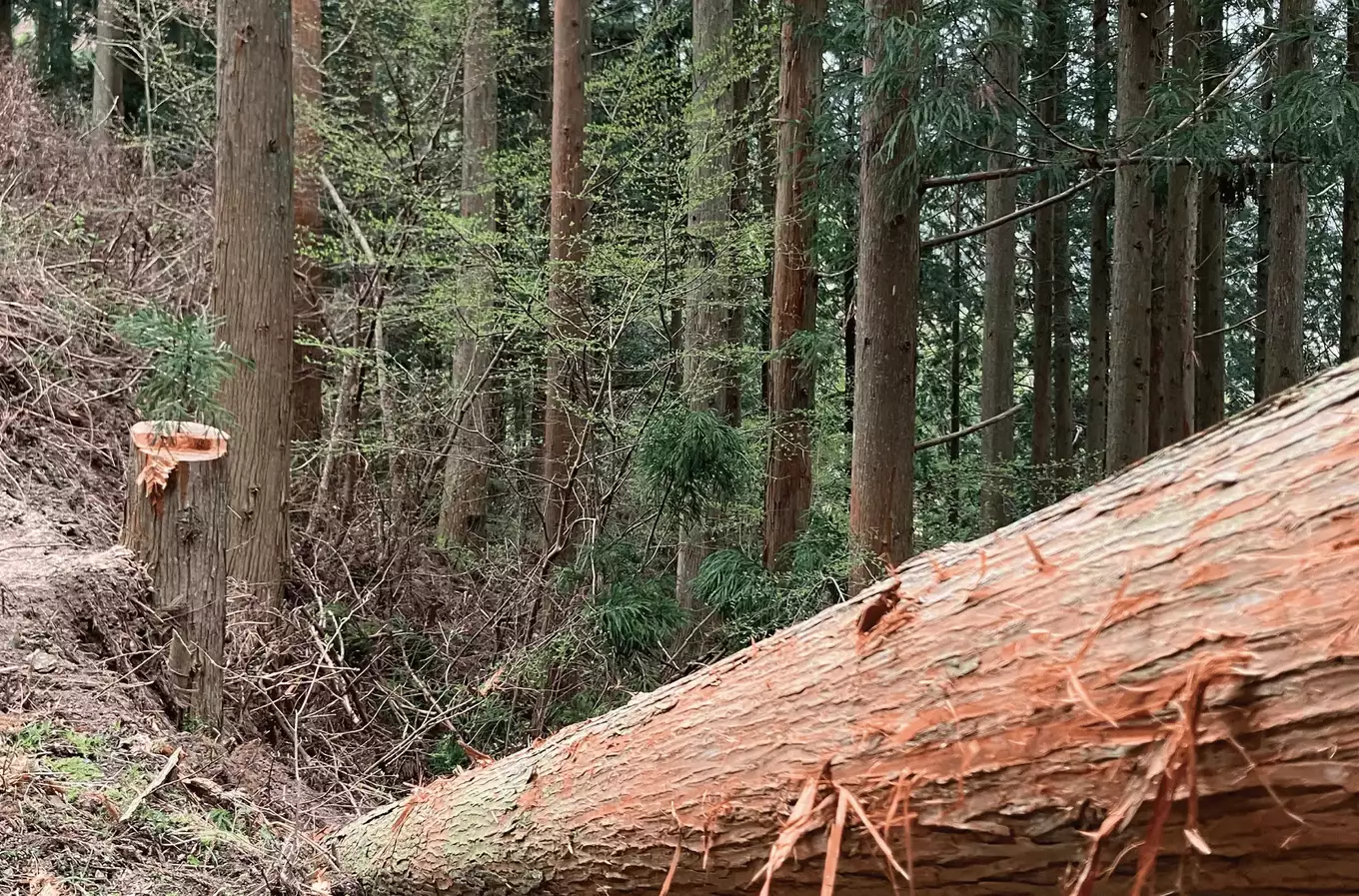 伐採されている木