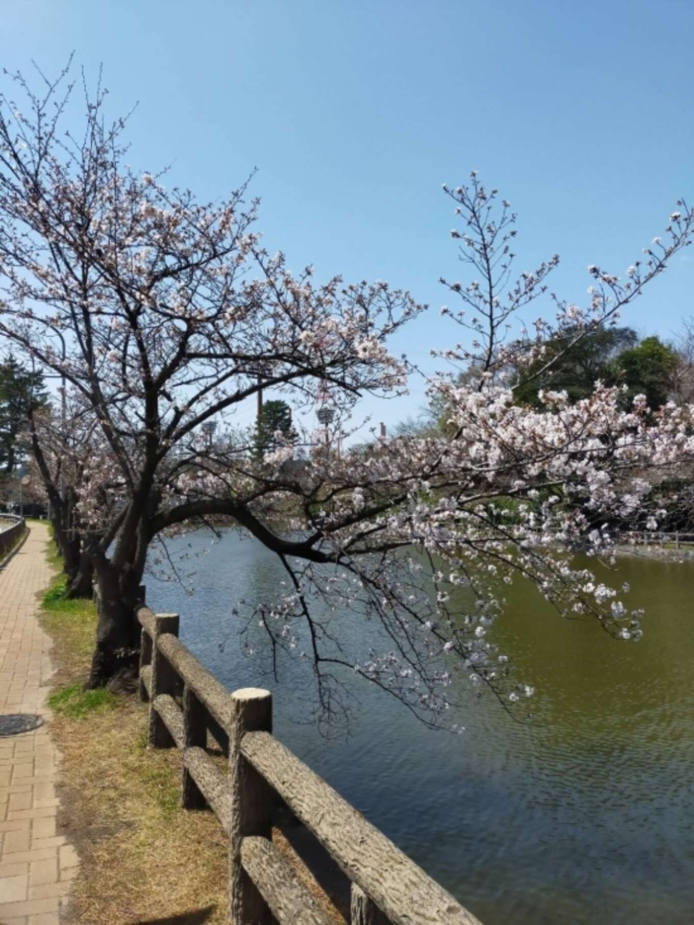 刈谷の桜の名所『亀城公園』