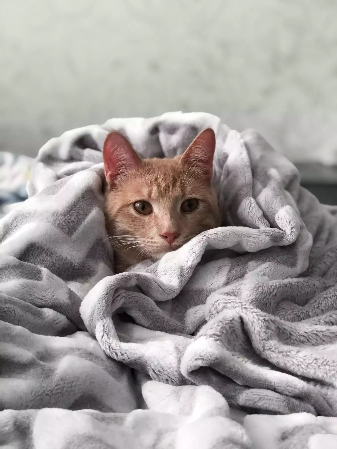 毛布をかぶりこちらを見つめる猫