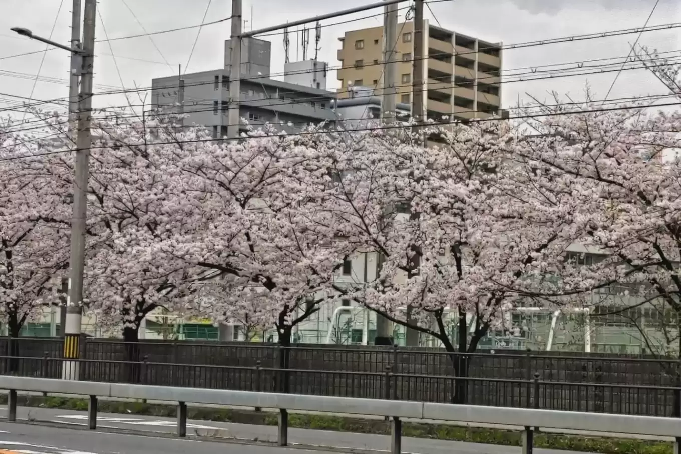 社内から見える桜