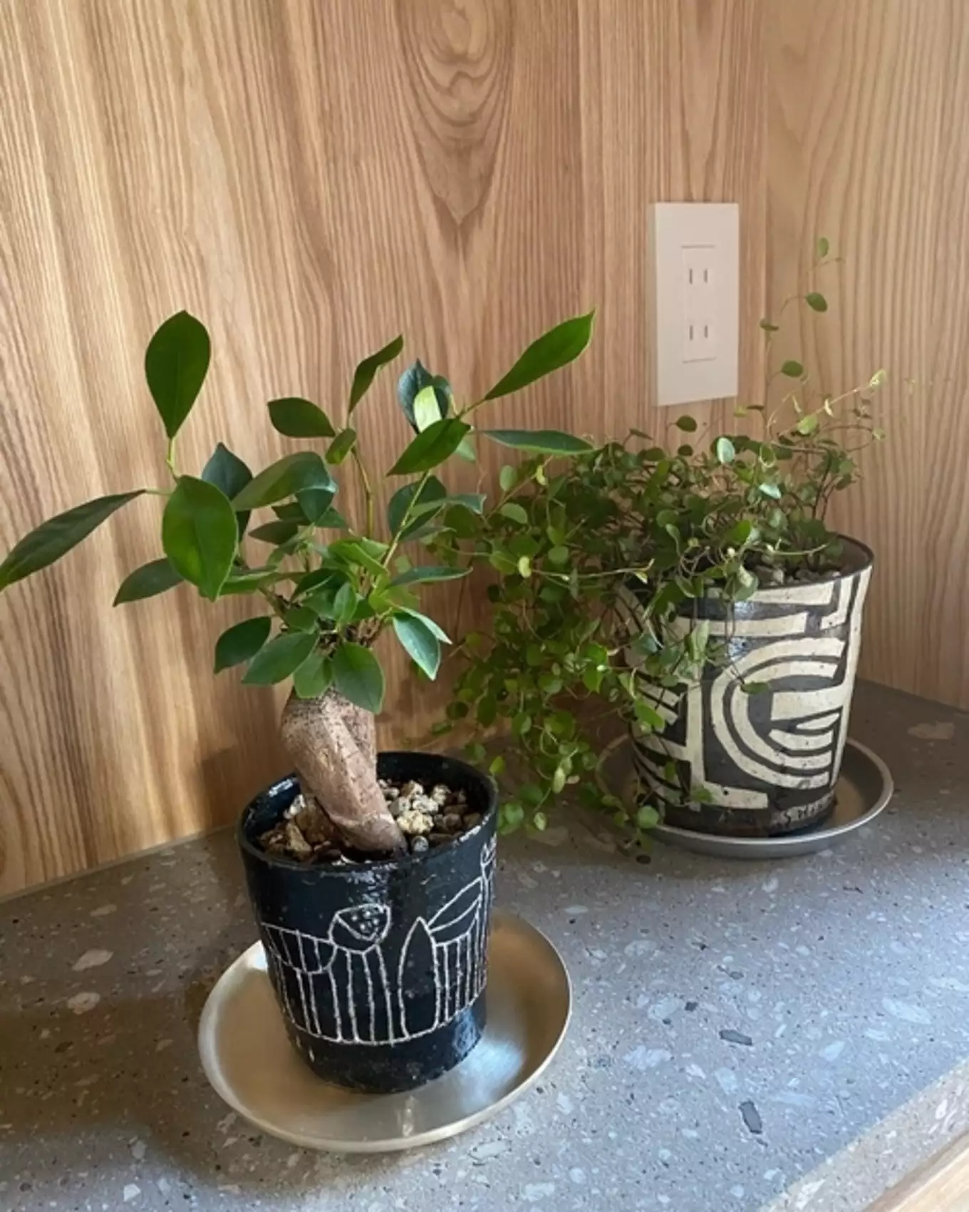 陶器の植木鉢に植えられた観葉植物