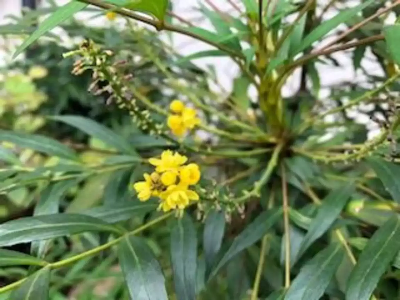 マホニアコンフーサーの黄色い花