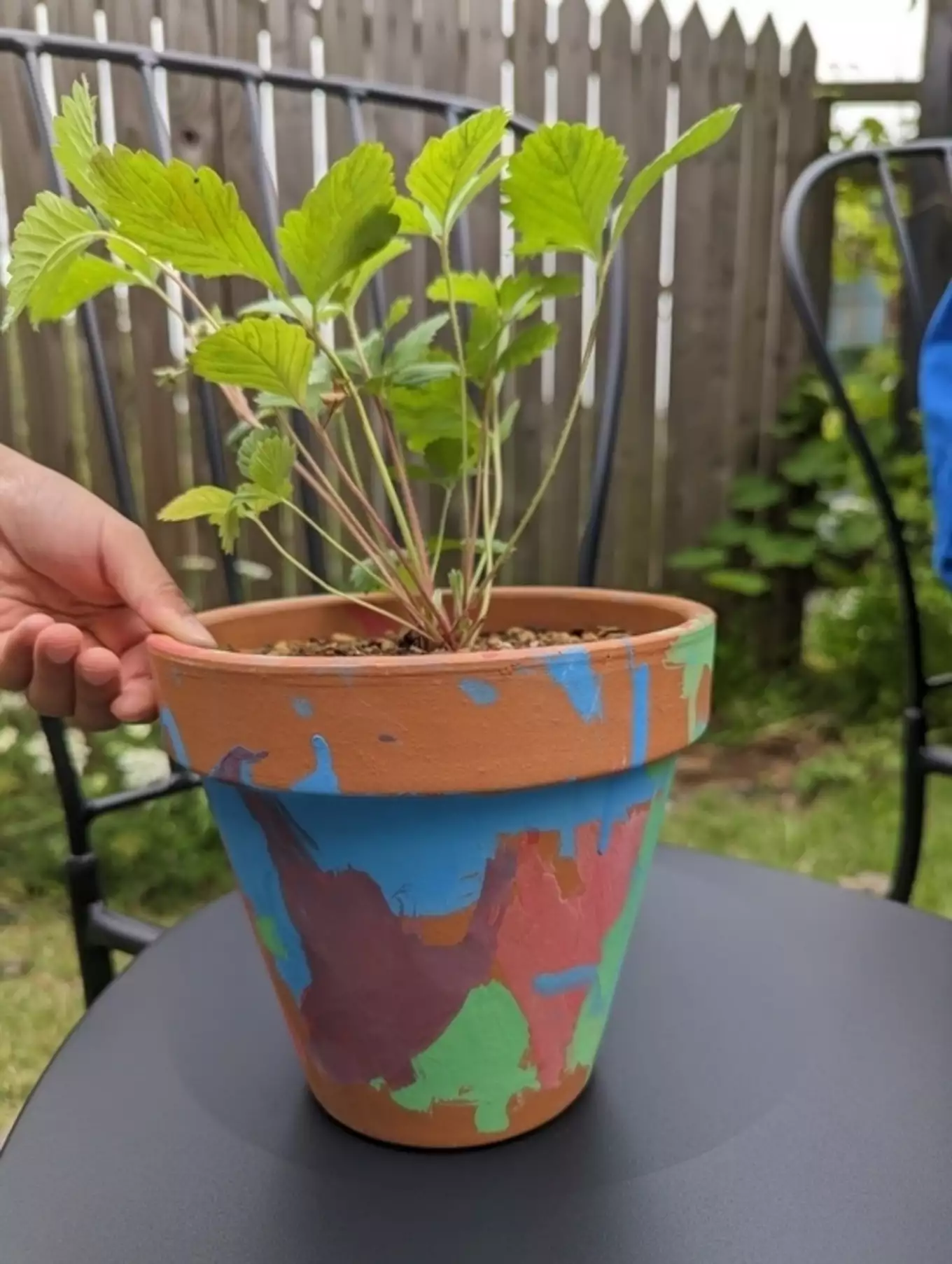 ペイントされた植木鉢に植え付けされたワイルドストロベリー