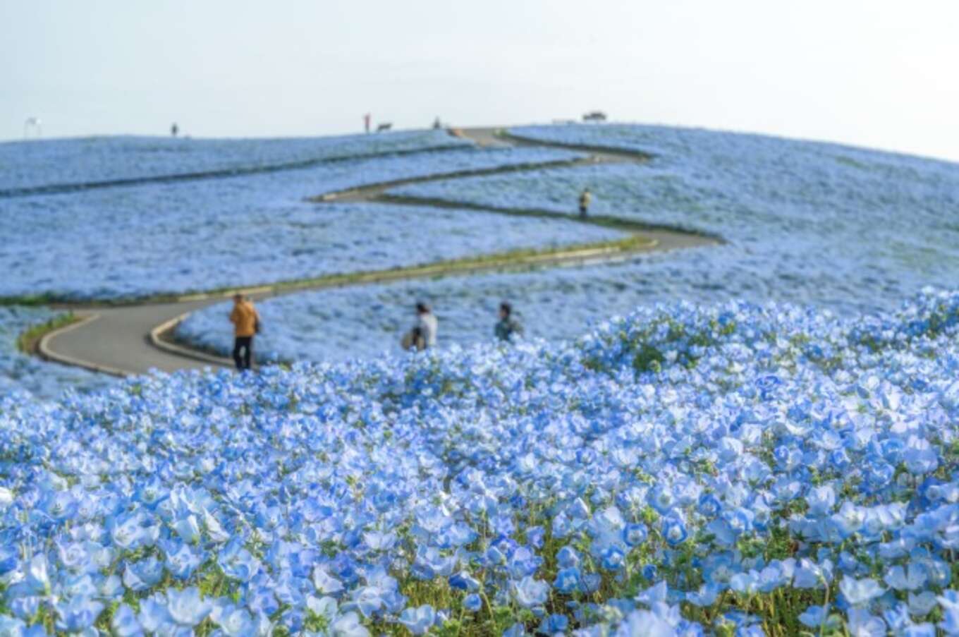 茨城県ひたちなか市 ひたち海浜公園見晴らしの丘の満開のネモフィラ