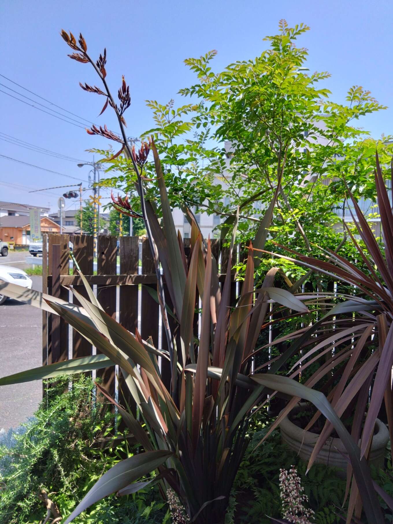 植栽1