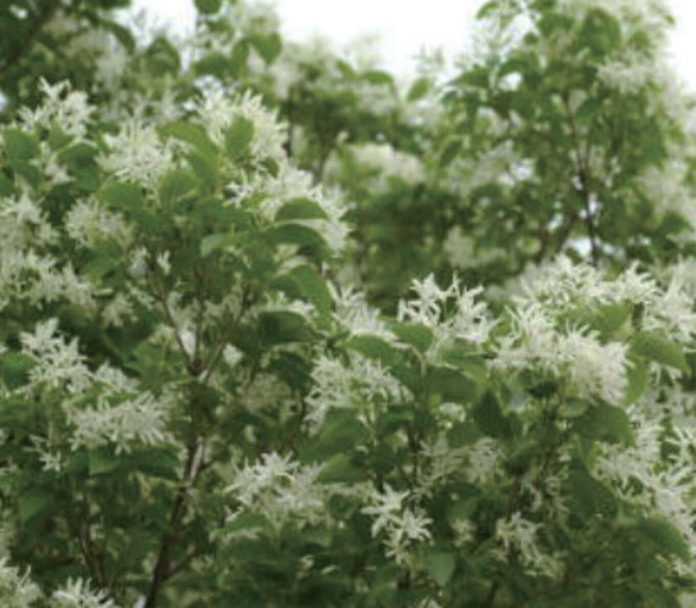 アオダモの白い花