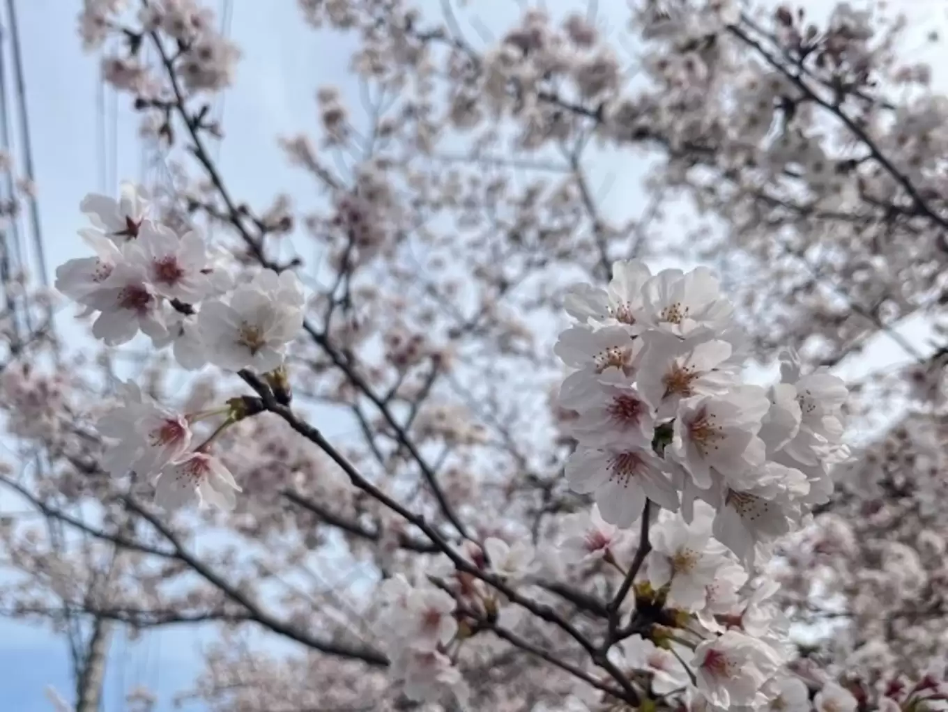 桜②