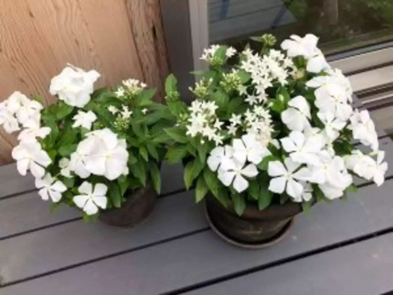 白い庭のお花