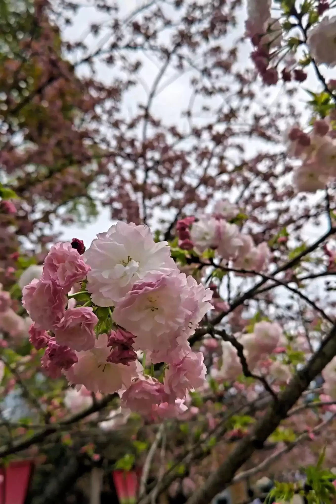 造幣局の桜③