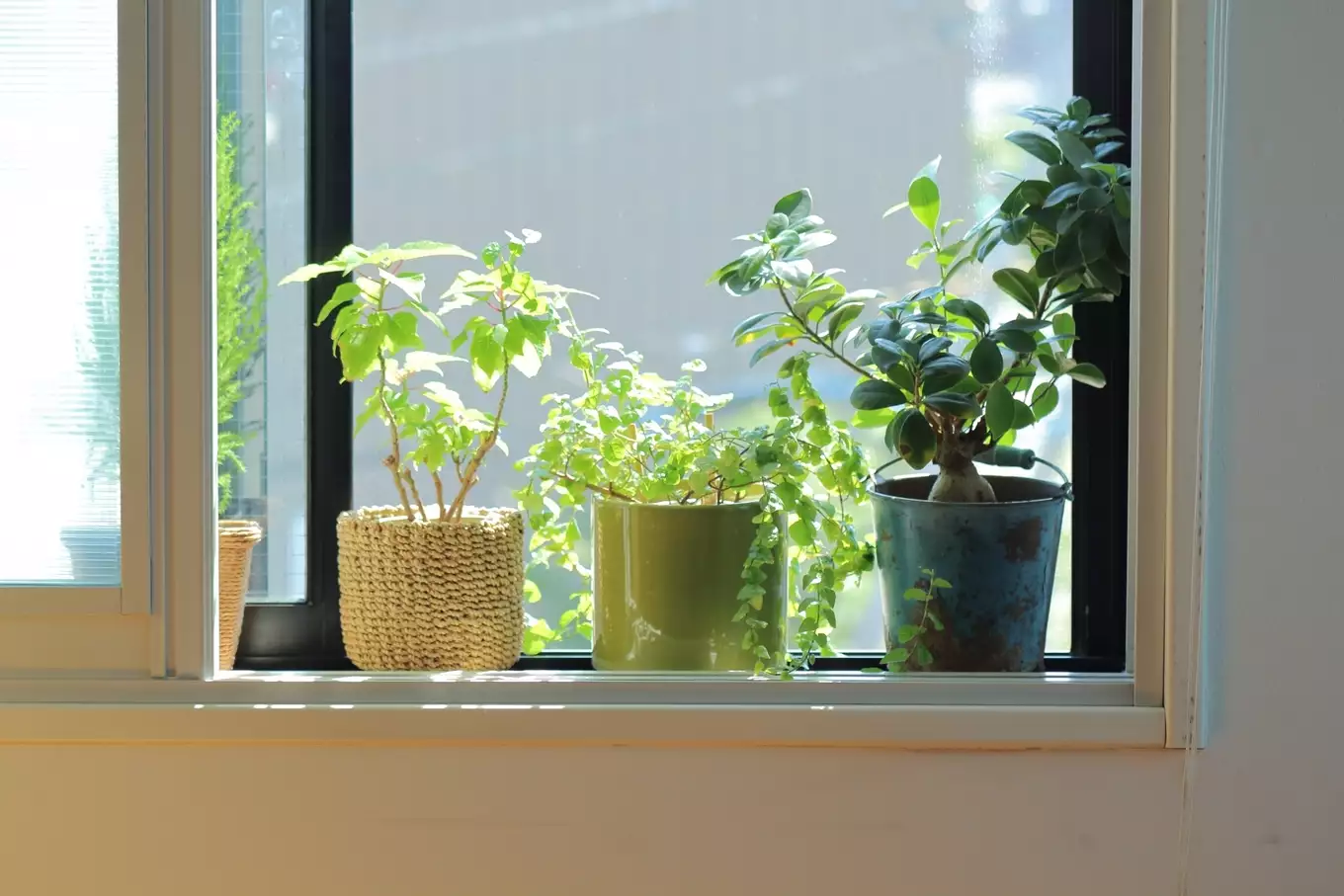出窓に置いた植物が日光浴をしている