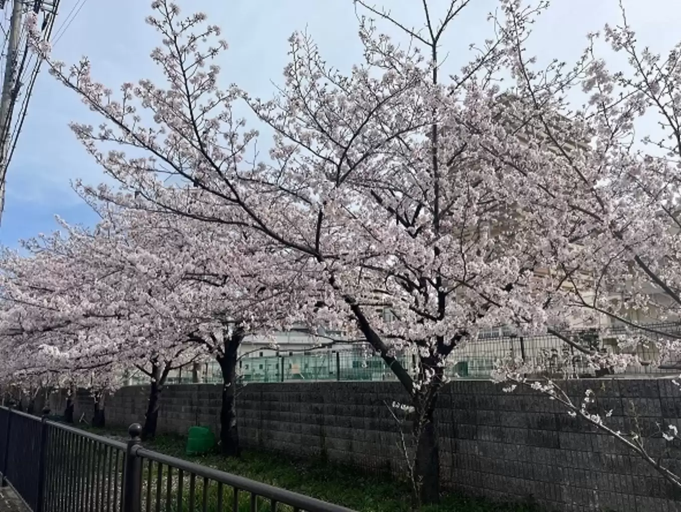 桜①