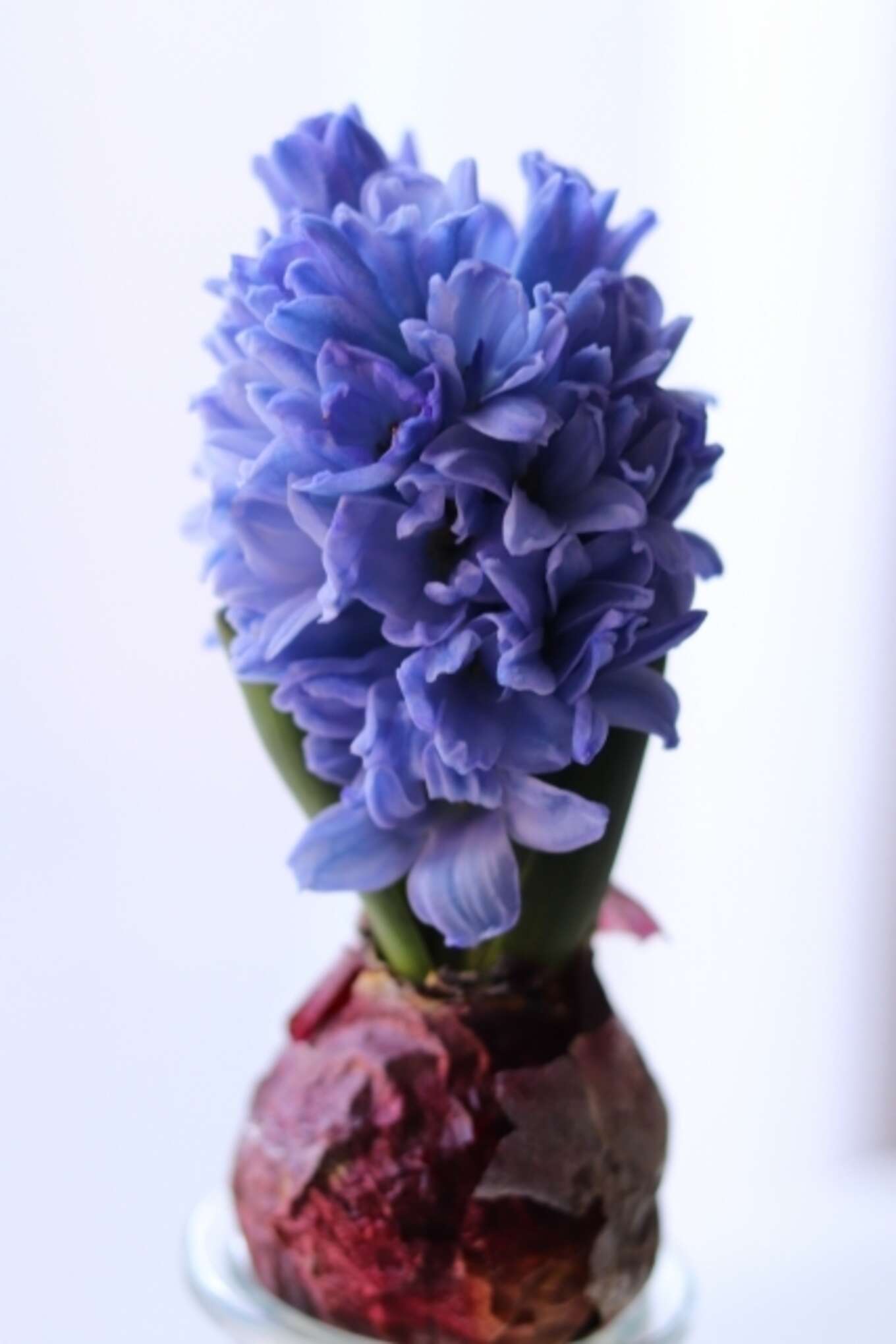 紫のヒヤシンスの花