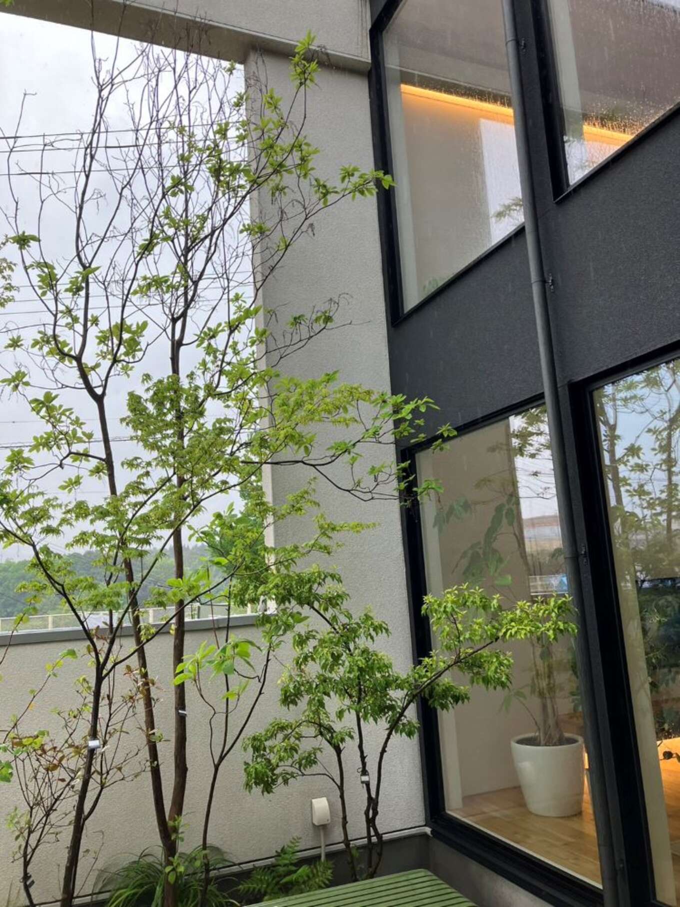 植物