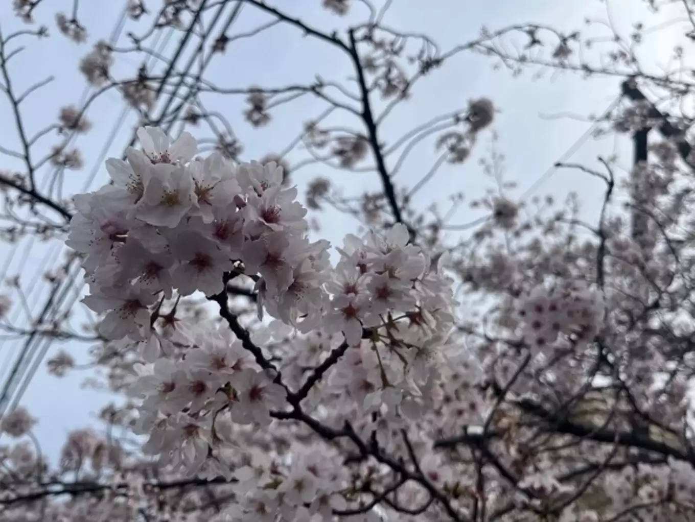 桜③