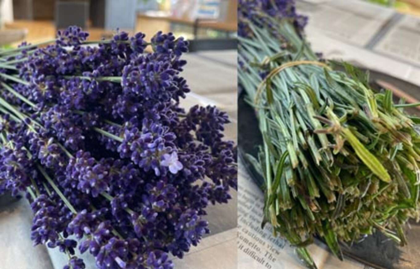 素材となるラベンダーは、ちらほらと蕾から花が咲いていたり。柊元には葉もついた状態です。