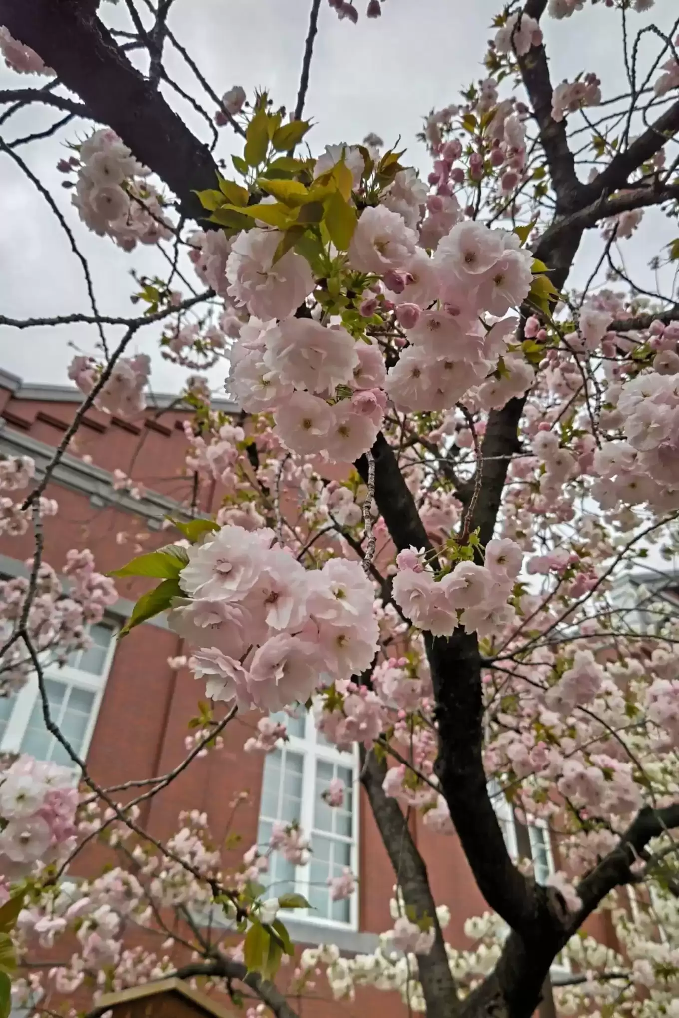 造幣局の桜④