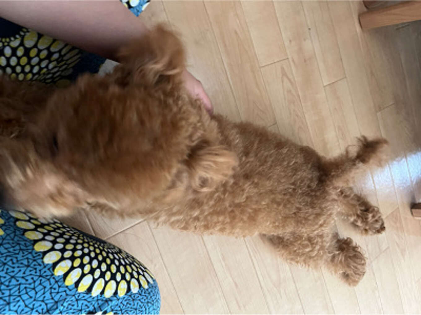 チャイ