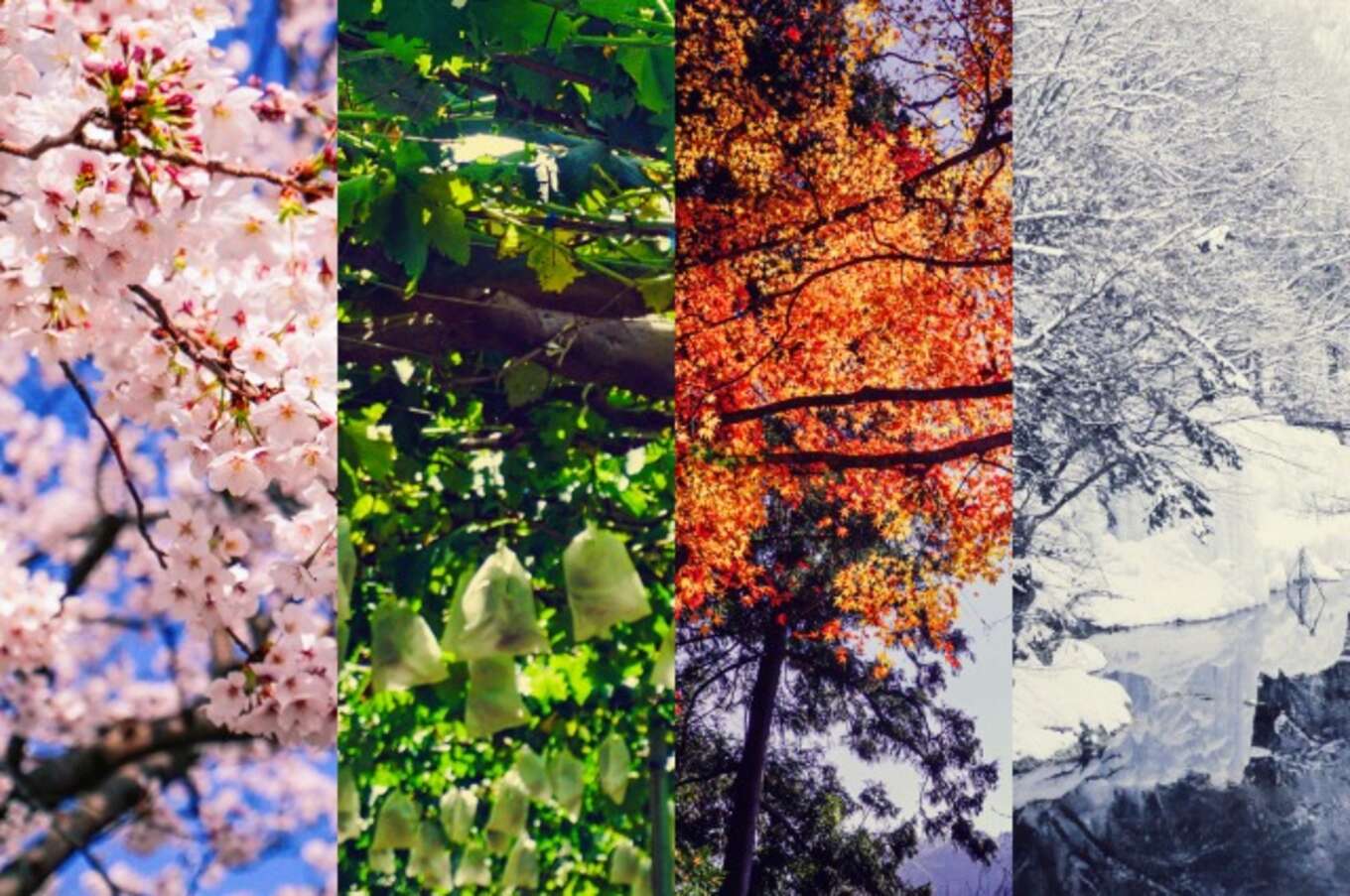春夏秋冬のコラージュ背景画像