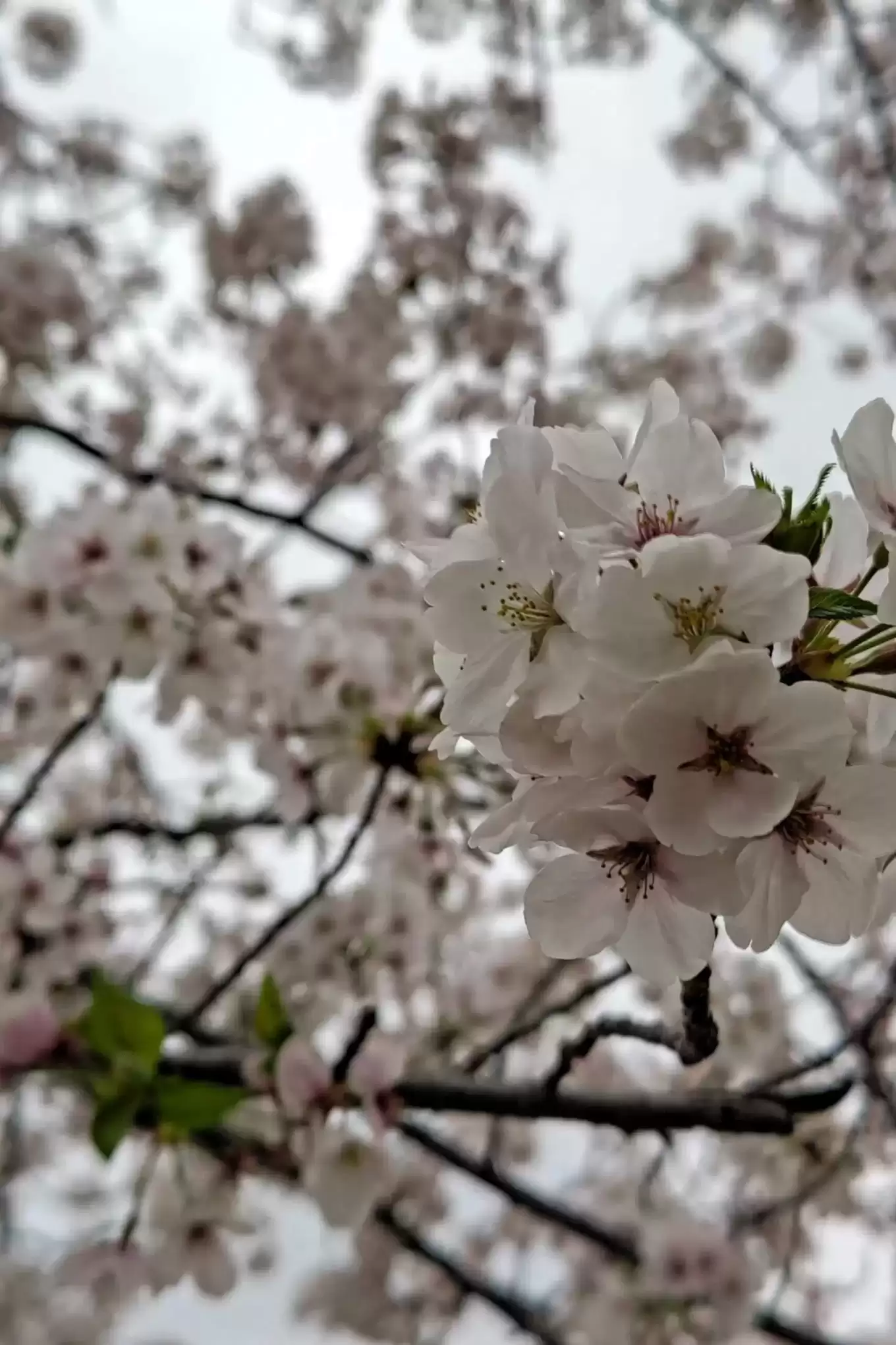 造幣局の桜①