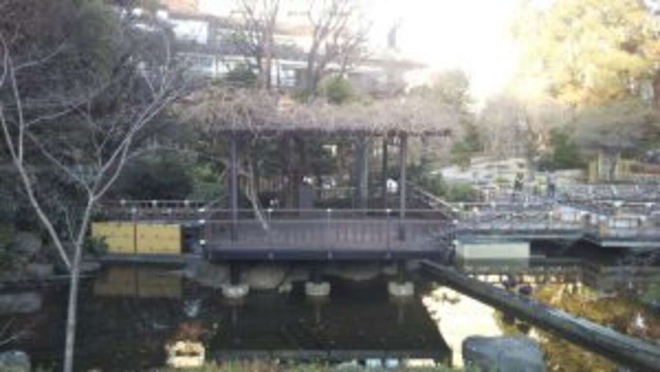 東郷神社の池