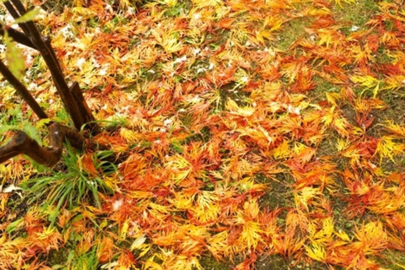 赤や黄色の落ち葉の絨毯