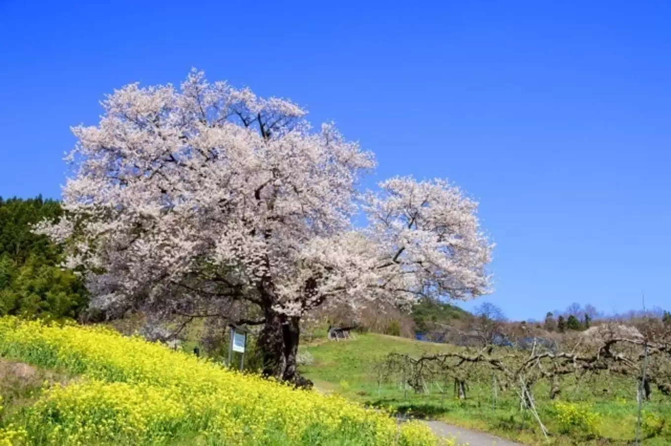 山形県天童市貫津の種まき桜