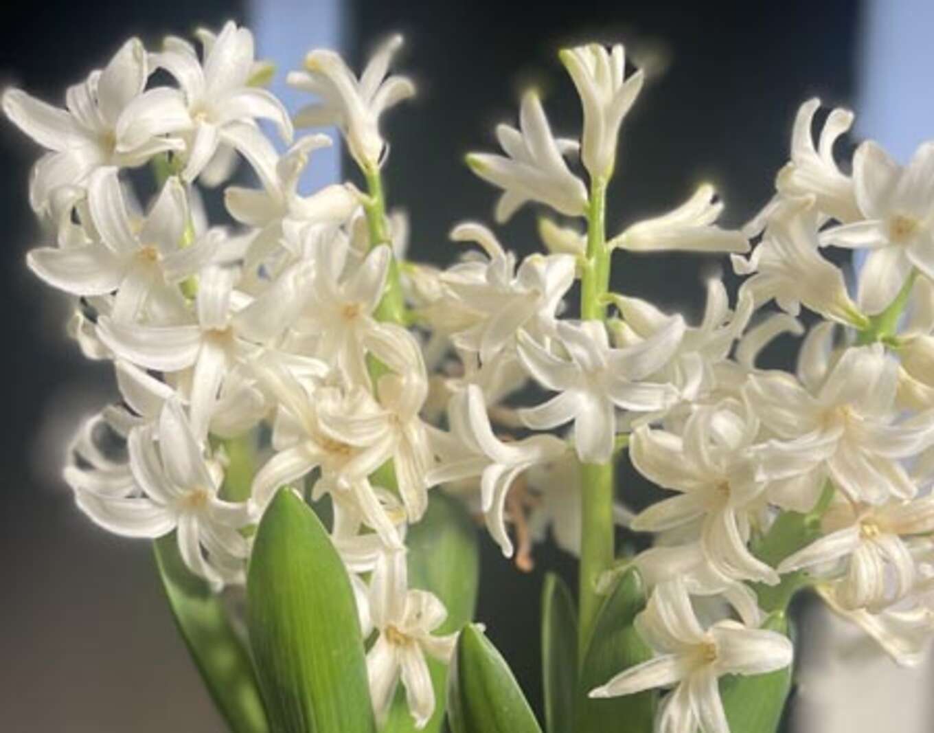 ヒヤシンス。気品を感じる光沢のある白い花です。