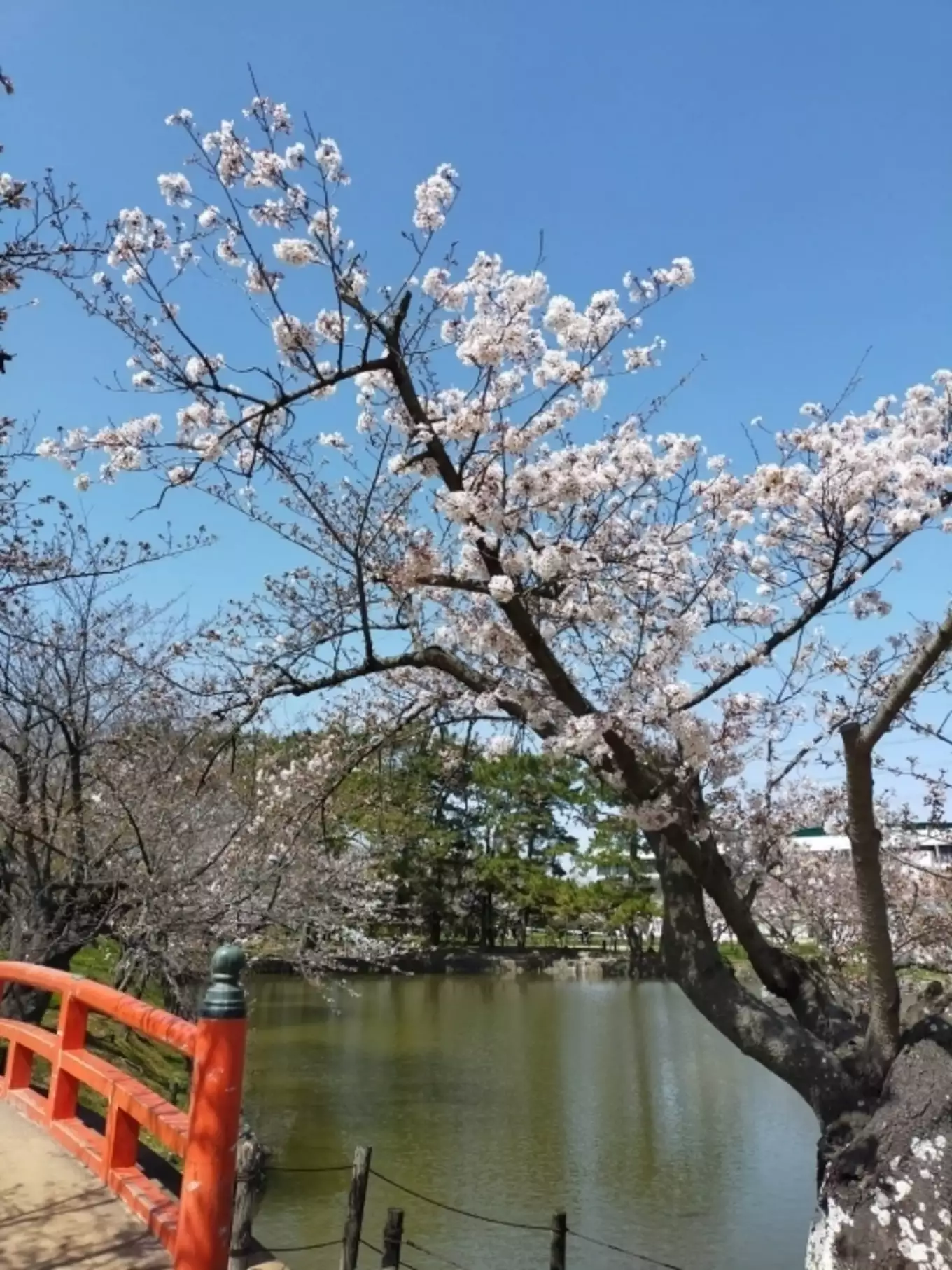 咲き進んだ桜の木