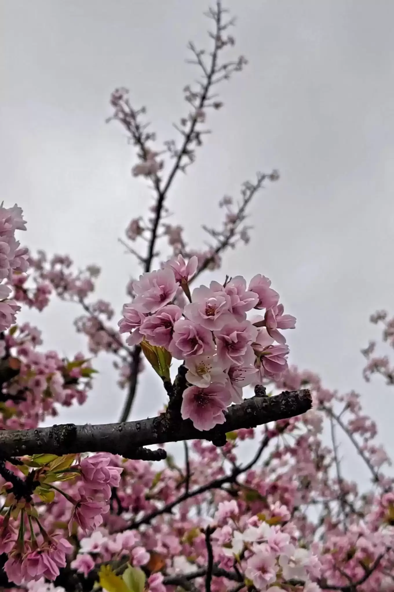 造幣局の桜②