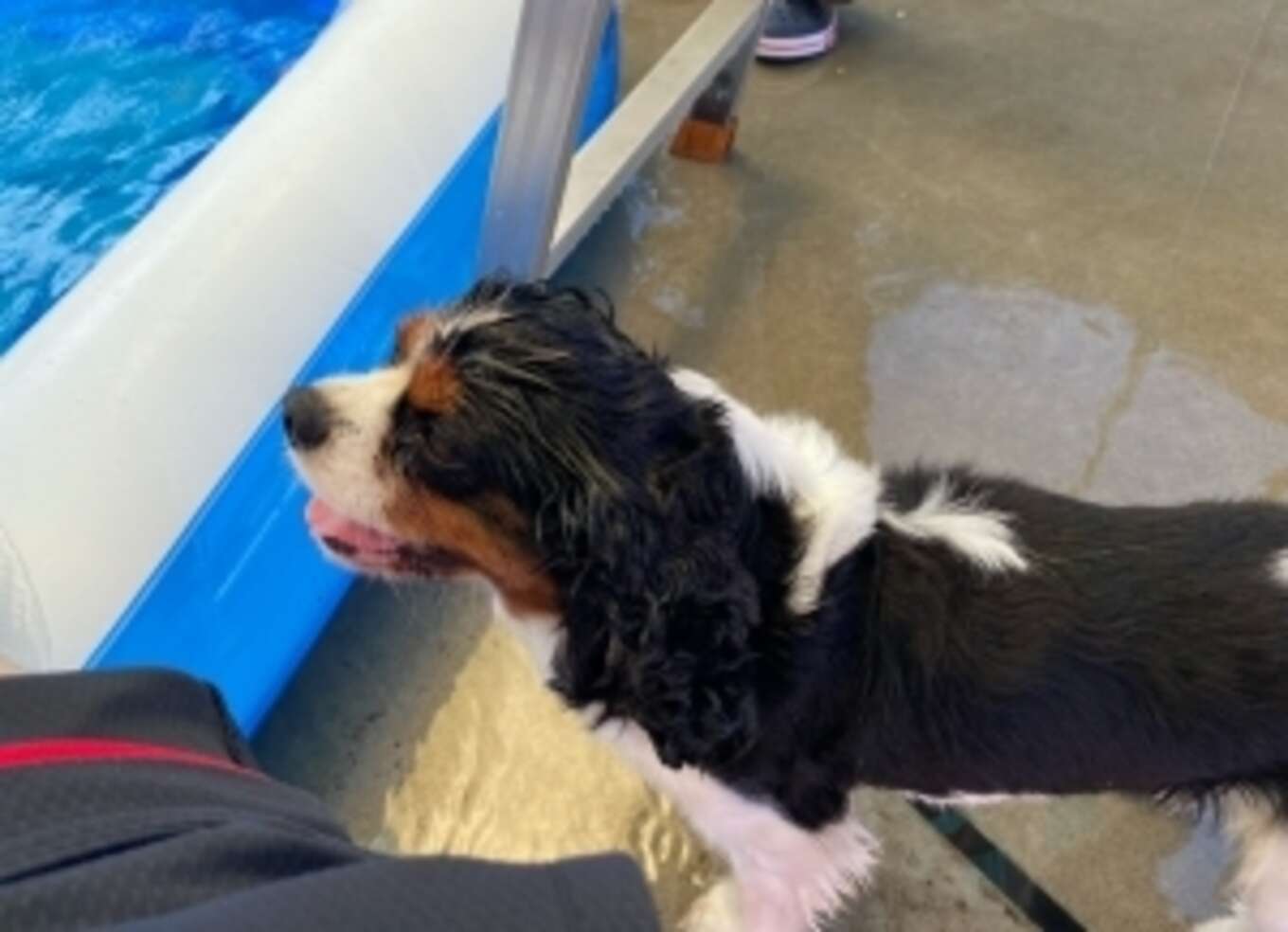プールの前の犬の画像