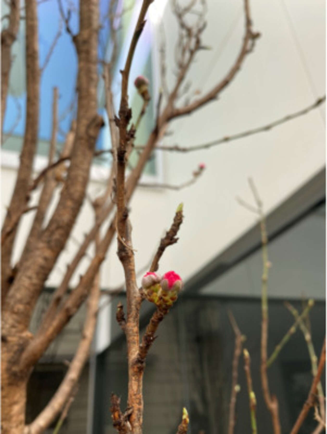 花桃