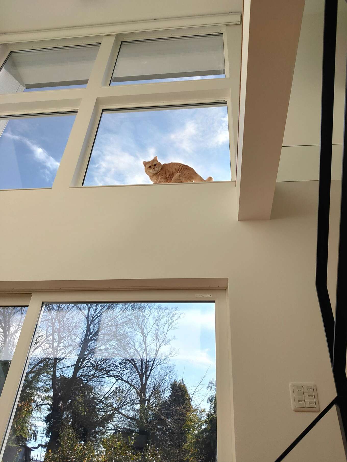窓から見下ろす猫