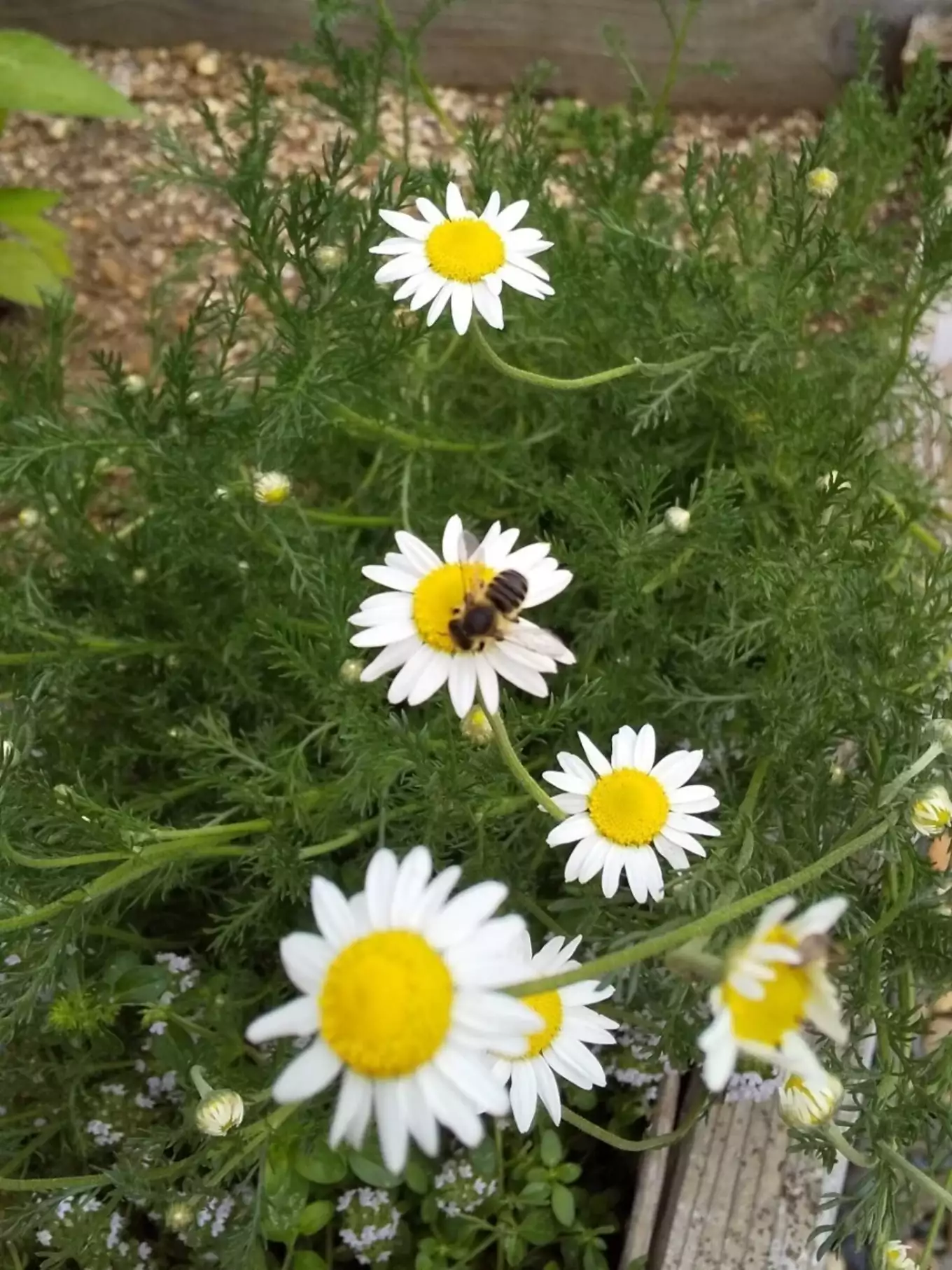 白い花とミツバチ