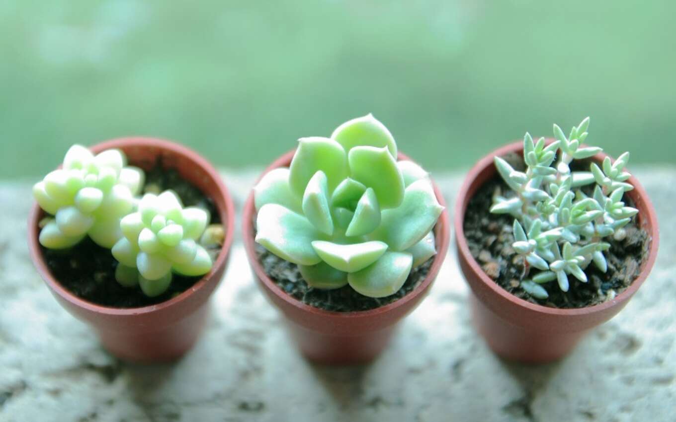 多肉植物