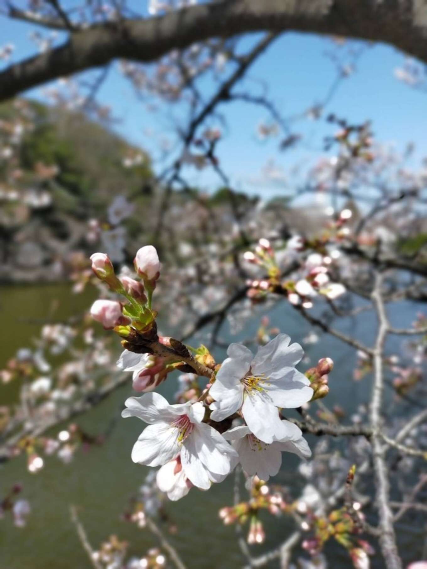 亀城公園の桜