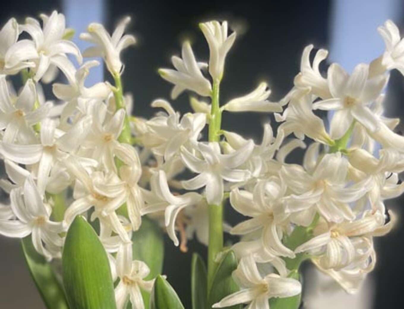 純白に輝くヒヤシンスの花
