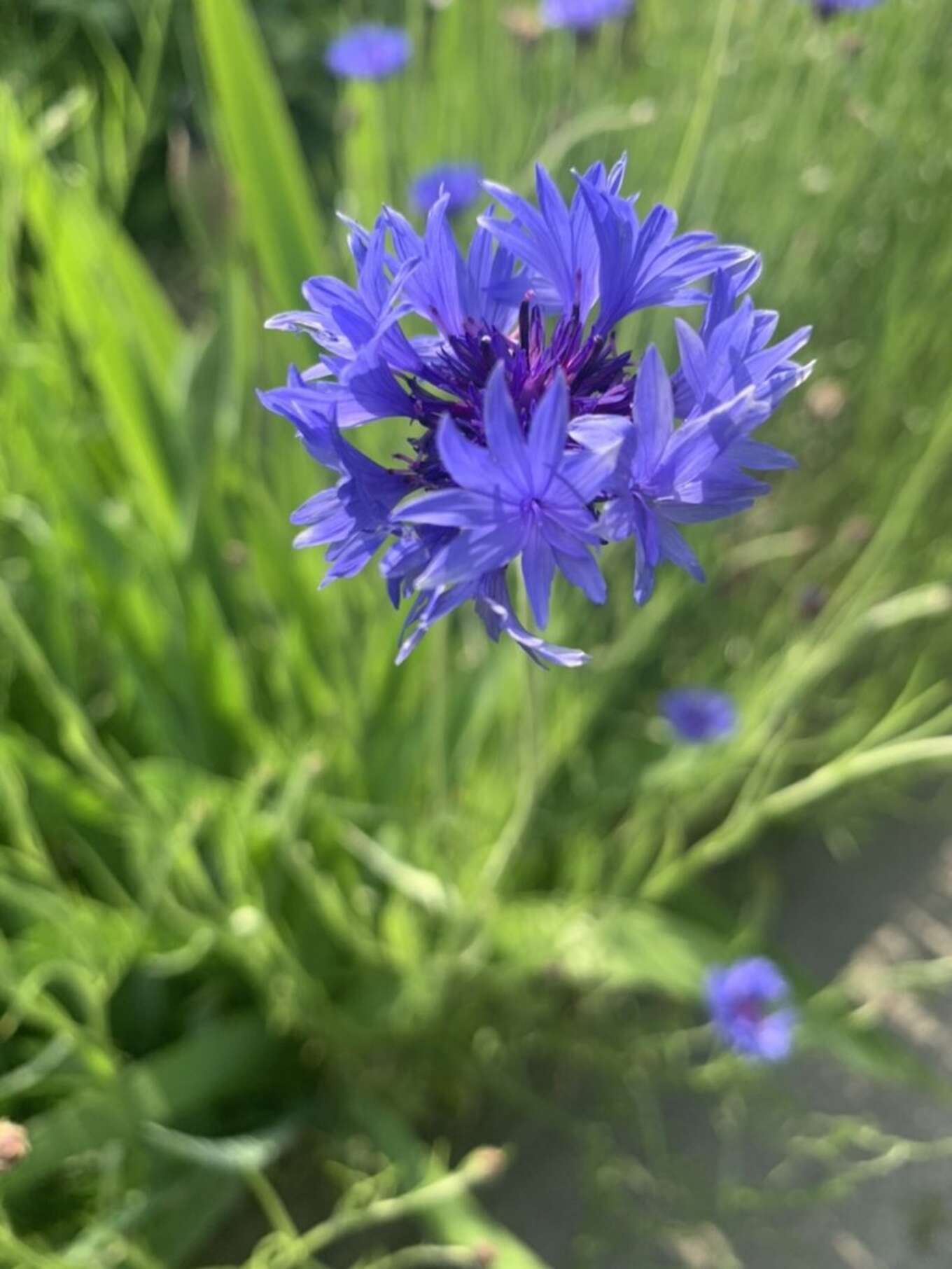 青紫の矢車草