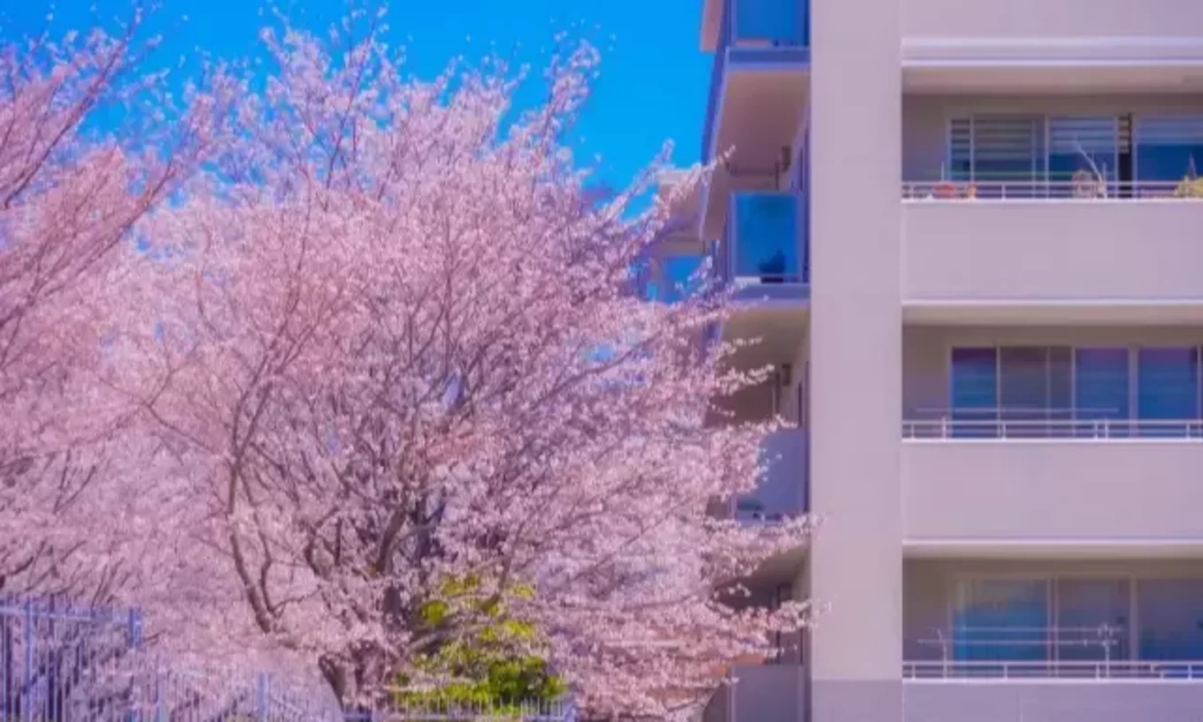 注文住宅の庭に桜は植えられる？根の特徴と後悔しないためのポイント