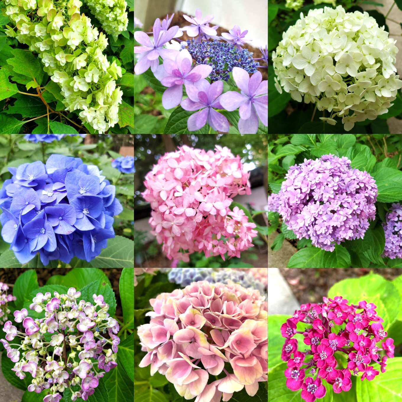 色々な紫陽花