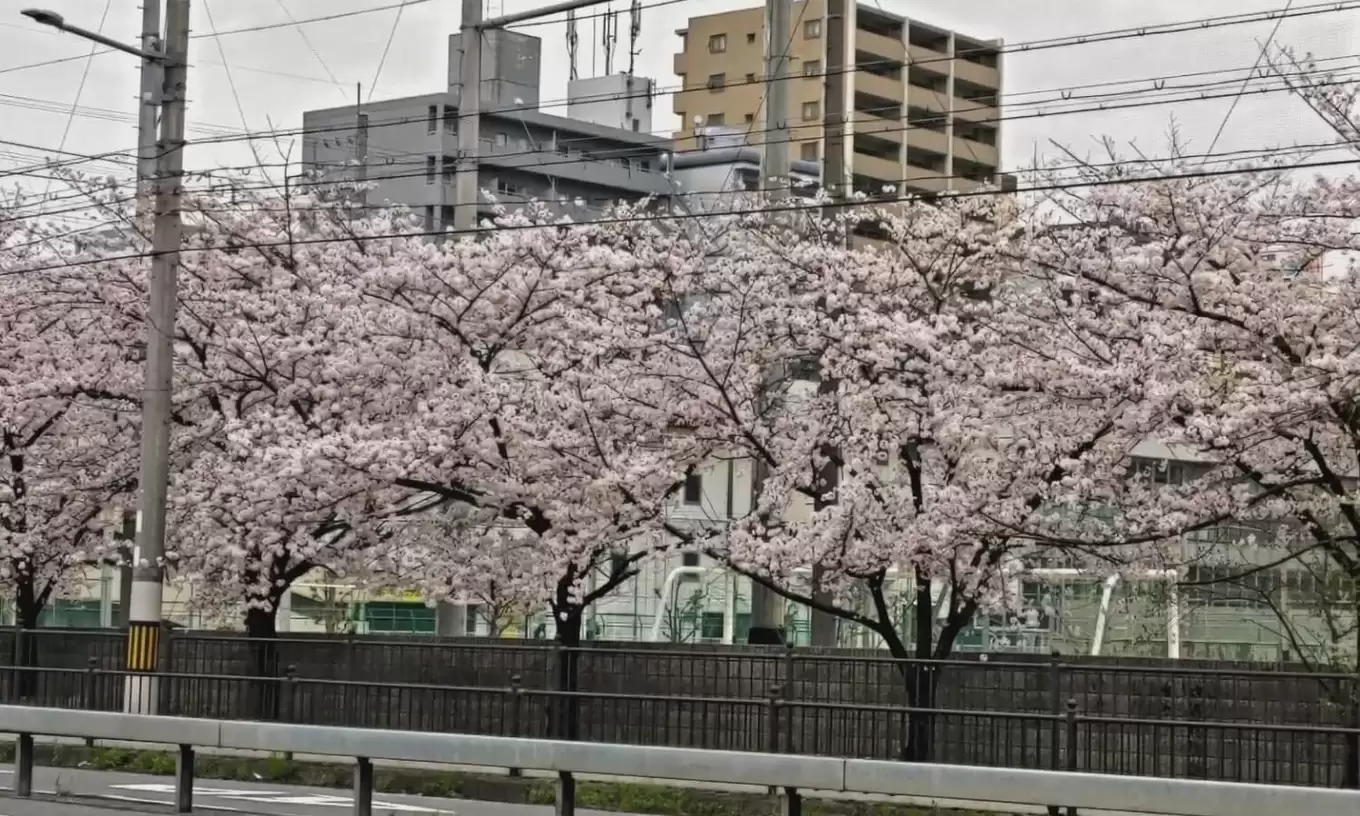 会社でお花見