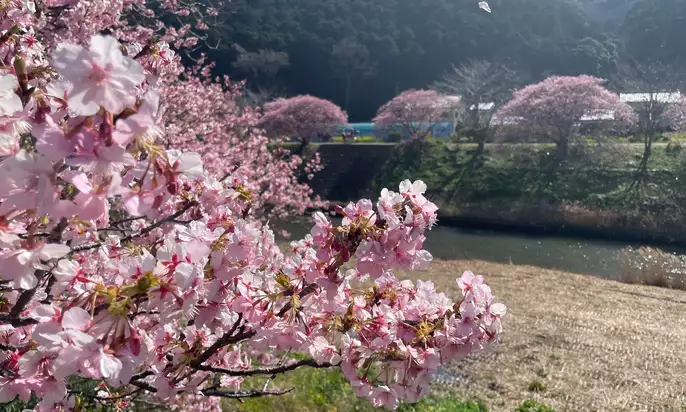 河津桜