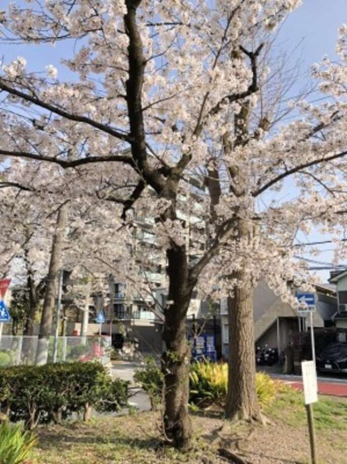 桜