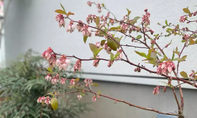 ブルーベリーの花