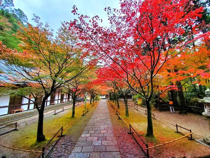 雨の中の紅葉♪