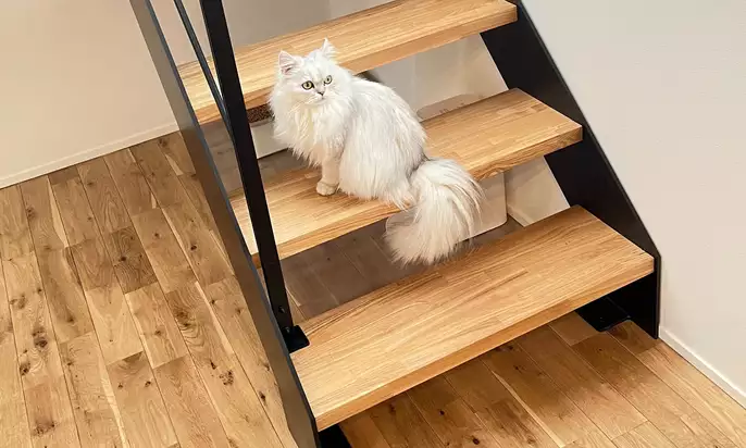 階段に座る猫