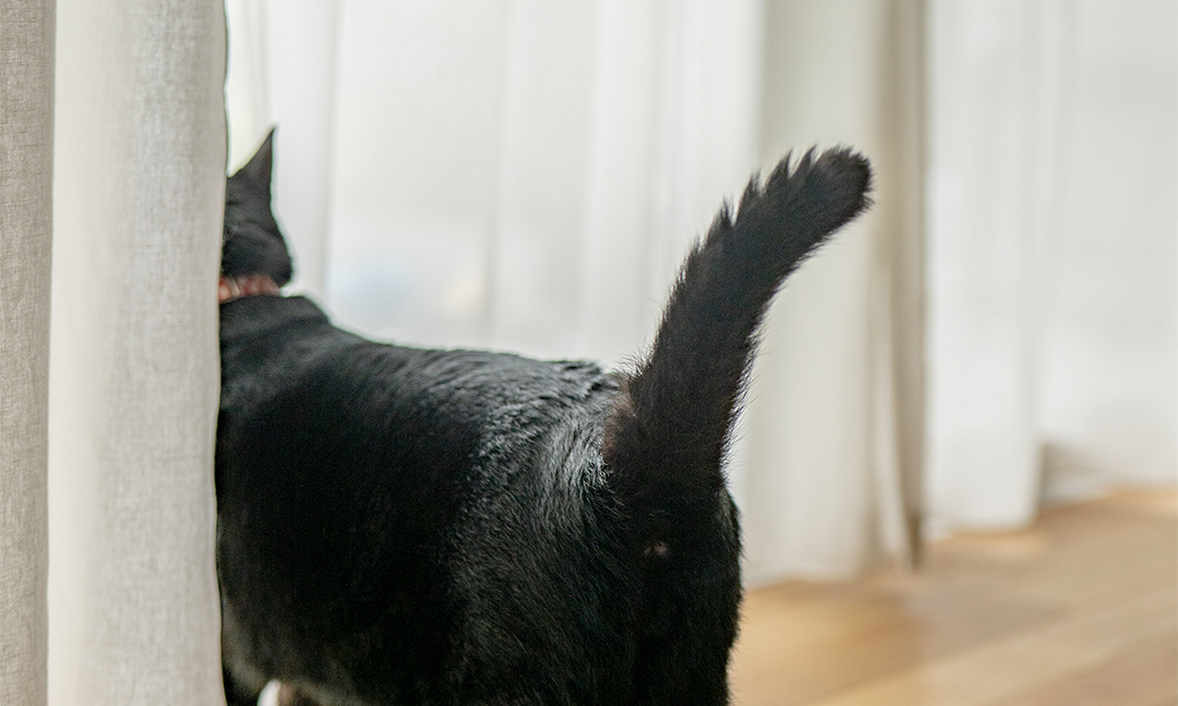 窓の外を眺める黒猫の後ろ姿