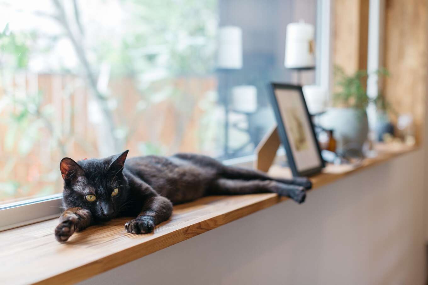 窓際で日向ぼっこをする黒い猫