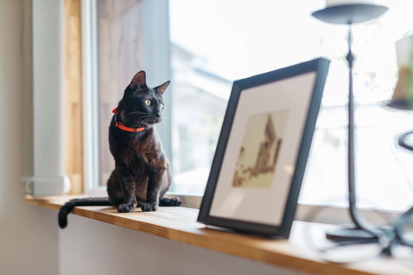 窓際のカウンターで座る黒猫