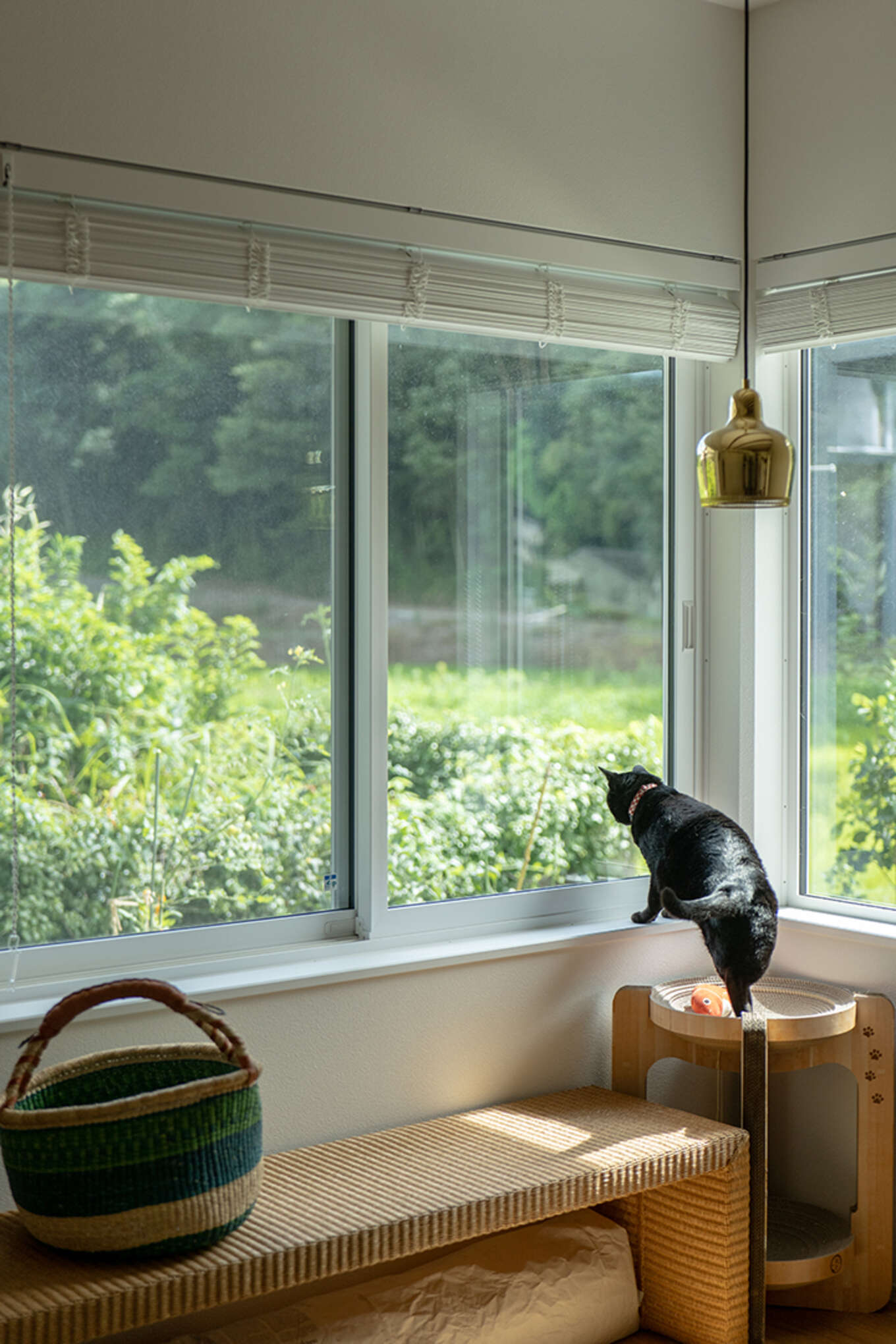 窓から外を見る猫