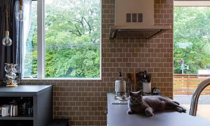 R+houseの物件の写真です。グレーのキッチンの上に寝転がるグレーの猫が映っています。